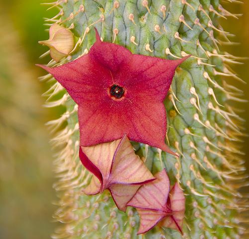 Hoodia gordonii succulent cactus with spiny stem and star-shaped red flowers