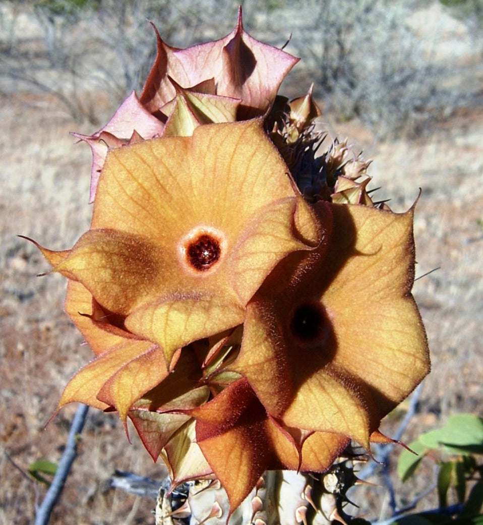 Hoodia parviflora succulent with star-shaped yellowish-brown flowers and spiny stems