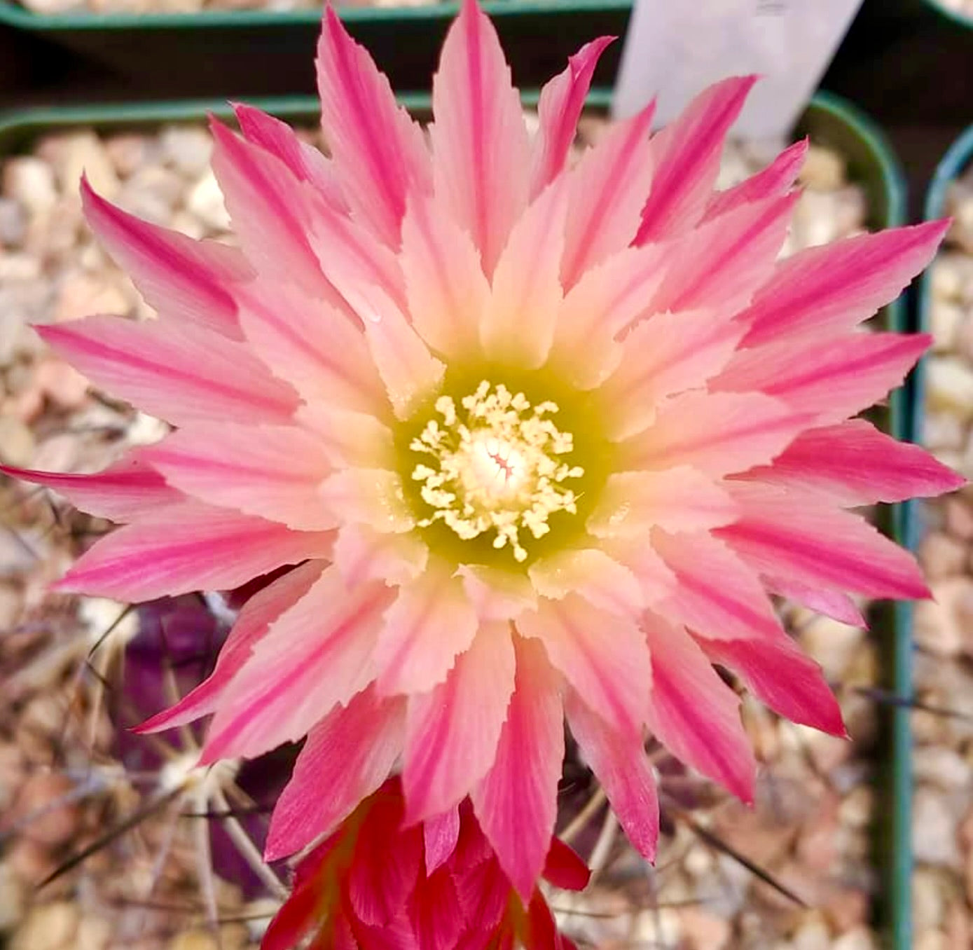 Horridocactus curvispinus var. petorcensis leuchtend pink und gelb blühende Kakteeblüte mit Dornen