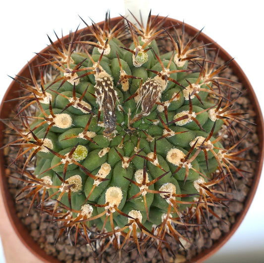 Horridocactus marksiana var. lissocarpa green cactus with long sharp brown spines in pot