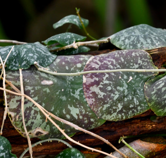 Hoya imbricata trailing succulent with large mottled green and purple heart-shaped leaves
