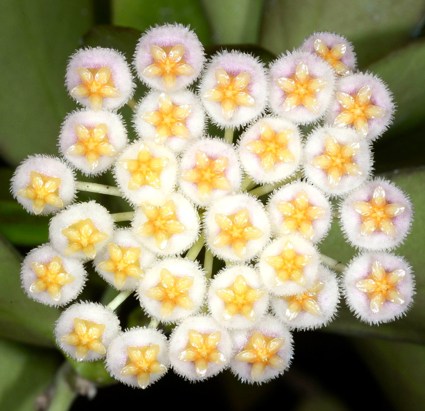 Hoya lacunosa cluster of small fuzzy white and pale yellow star-shaped flowers