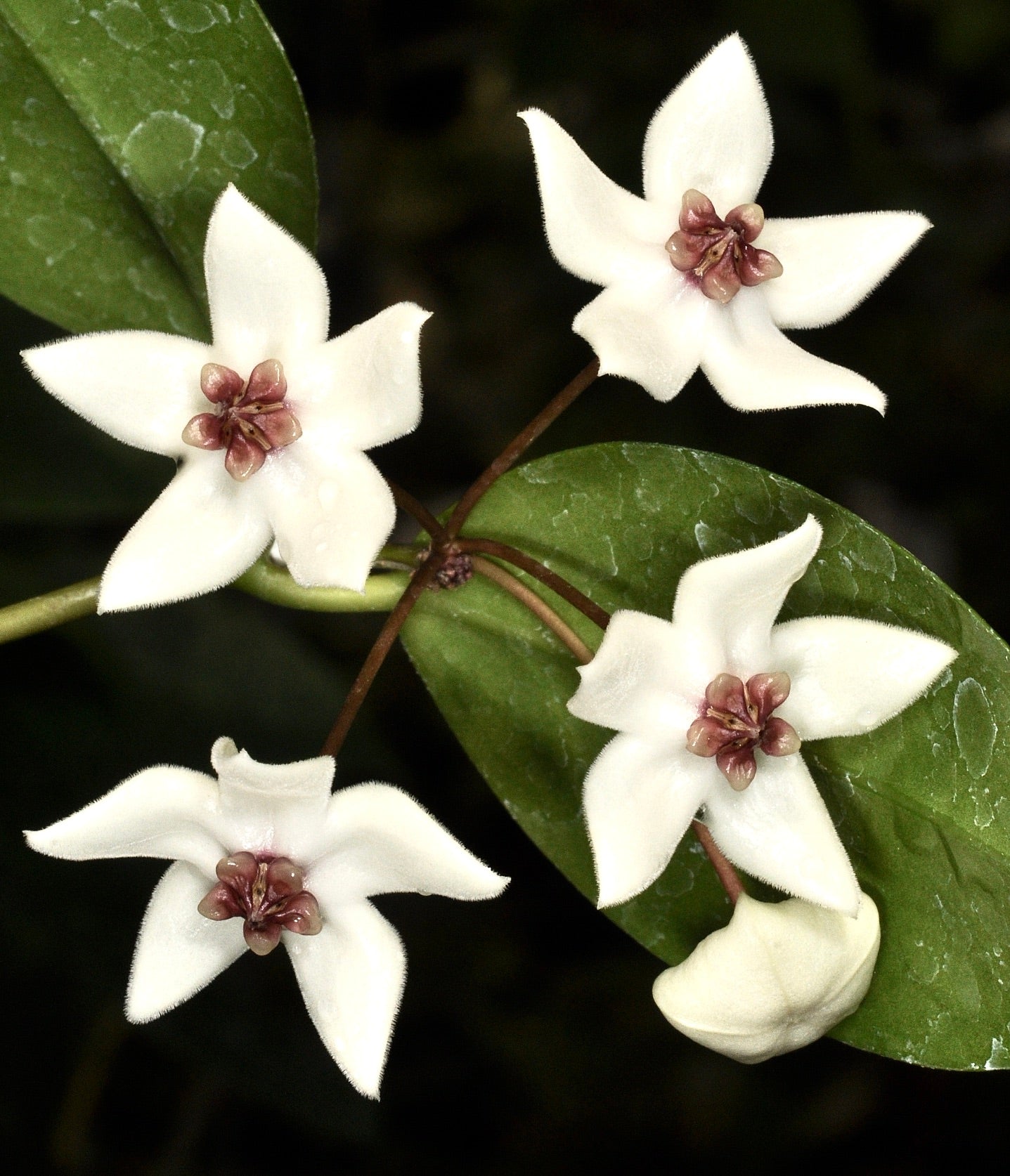 Hoya paziae star-shaped white flowers with pink centers and glossy green leaves