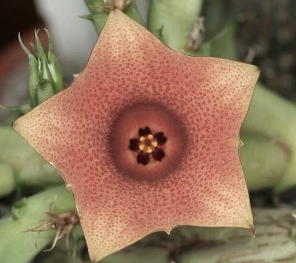 Huernia rosea star-shaped succulent flower with speckled pink and red petals