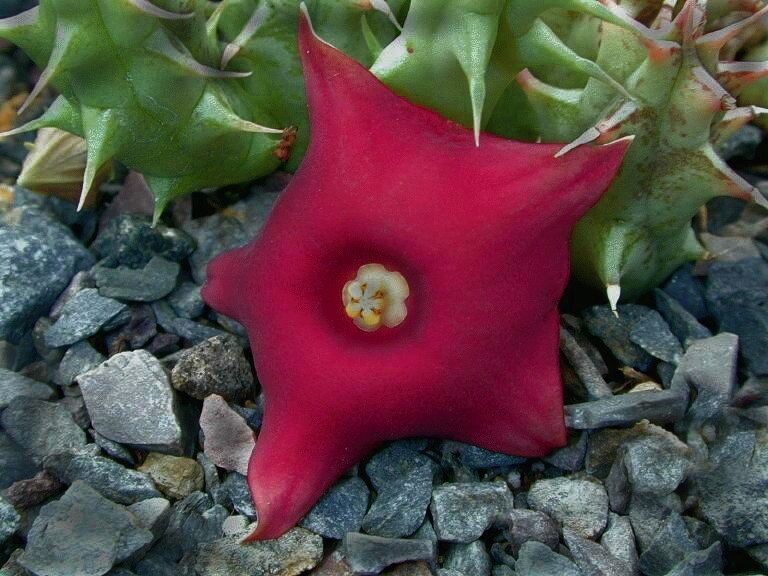 Huernia rubra succulent star-shaped deep red flower with green spiny stems on gravel