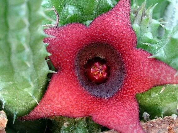 Huernia schneideriana succulent with star-shaped red flower and green spiny stems