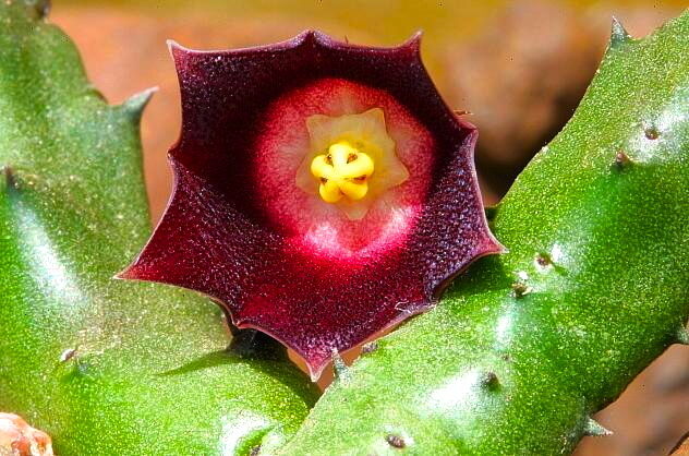Huernia sp. aff similis succulent with star-shaped dark red flower and green spiny stems