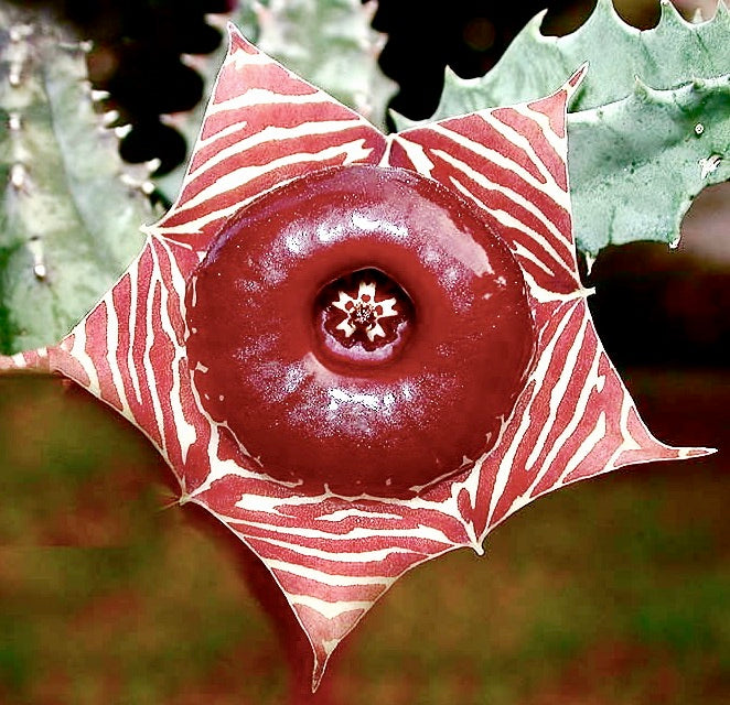 Huernia zebrina rare succulent with star-shaped striped flower and thick green stems