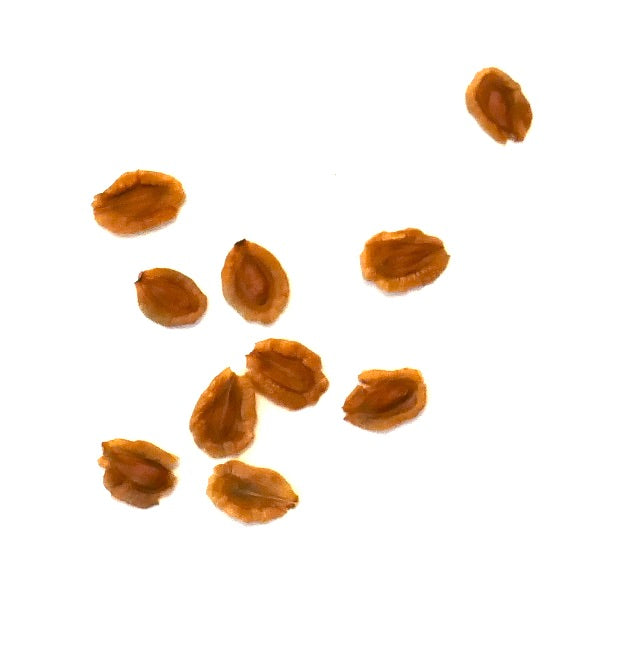 Semillas de planta suculenta Huernia archeri en primer plano sobre fondo blanco