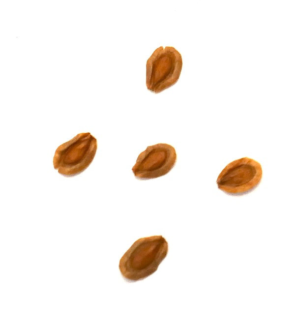 Graines de plante succulente Huernia concinna en gros plan isolées sur fond blanc