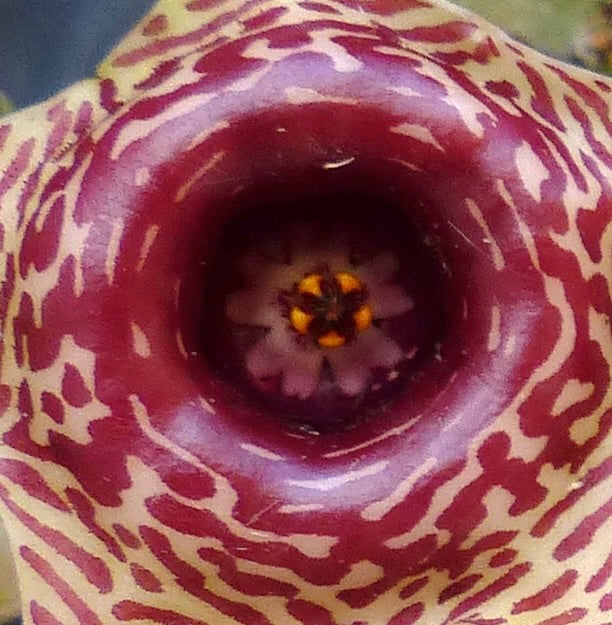 Huernia confusa Sukkulentenblüte mit tief dunkelrotem und cremefarbenem Tupfenmuster
