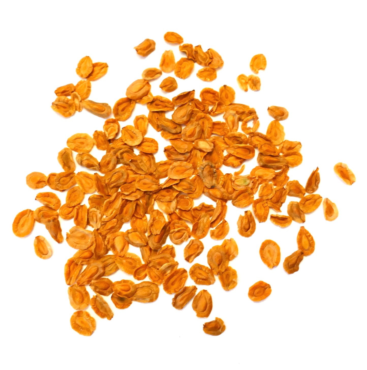 Semillas de Huernia hystrix pequeñas semillas de planta suculenta naranja propagación primer plano