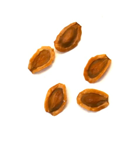 Huernia keniensis Sukkulenten-Samenkapseln braun strukturiert seltene botanische Samen