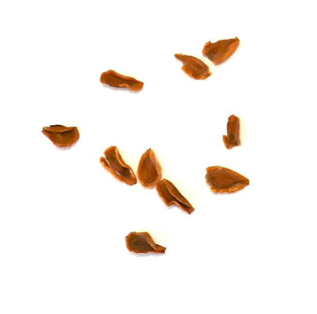 Huernia kirkii 'NAMIBIA' NA62 SEEDS