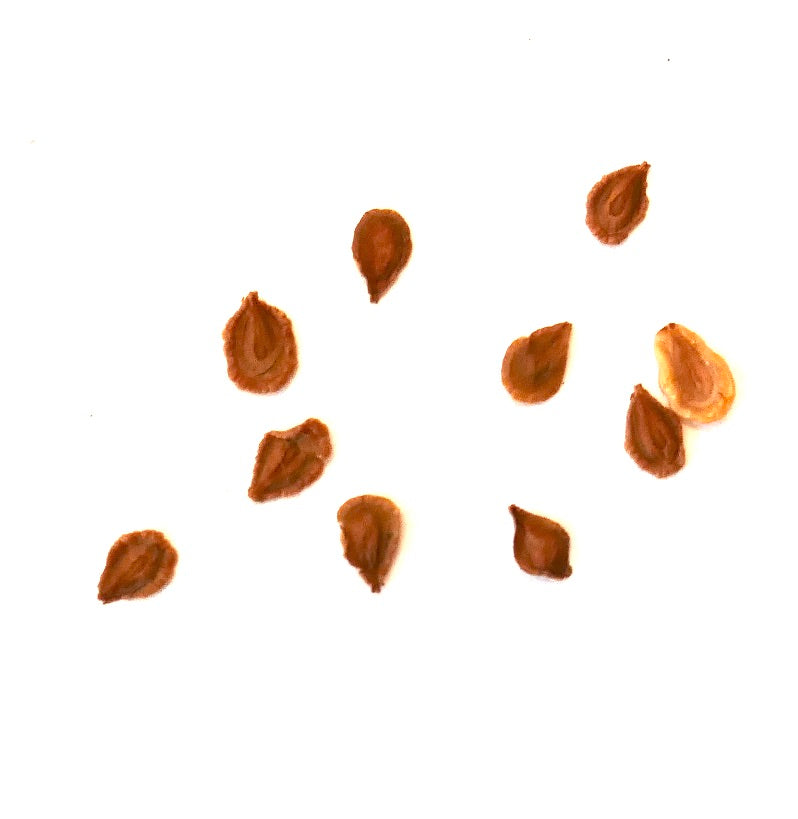 Semillas de planta suculenta Huernia loeseneriana primer plano sobre fondo blanco