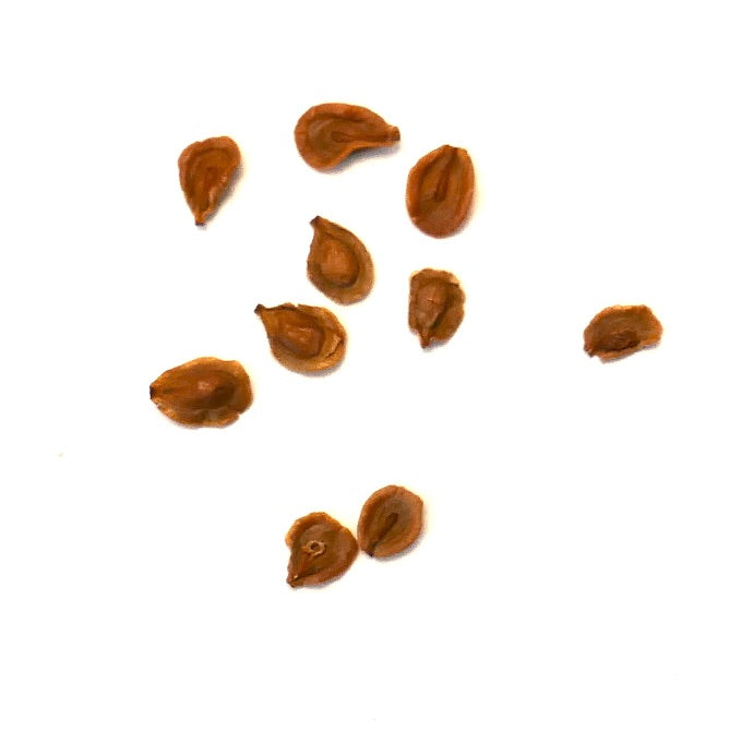 Semillas de planta suculenta Huernia loeseneriana en primer plano sobre fondo blanco