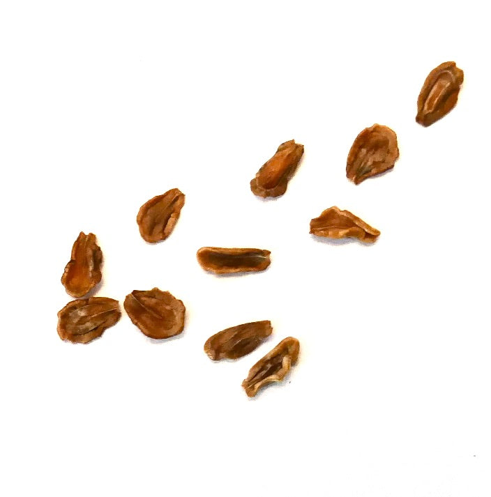 Semi di pianta succulenta Huernia loeseneriana isolati su sfondo bianco