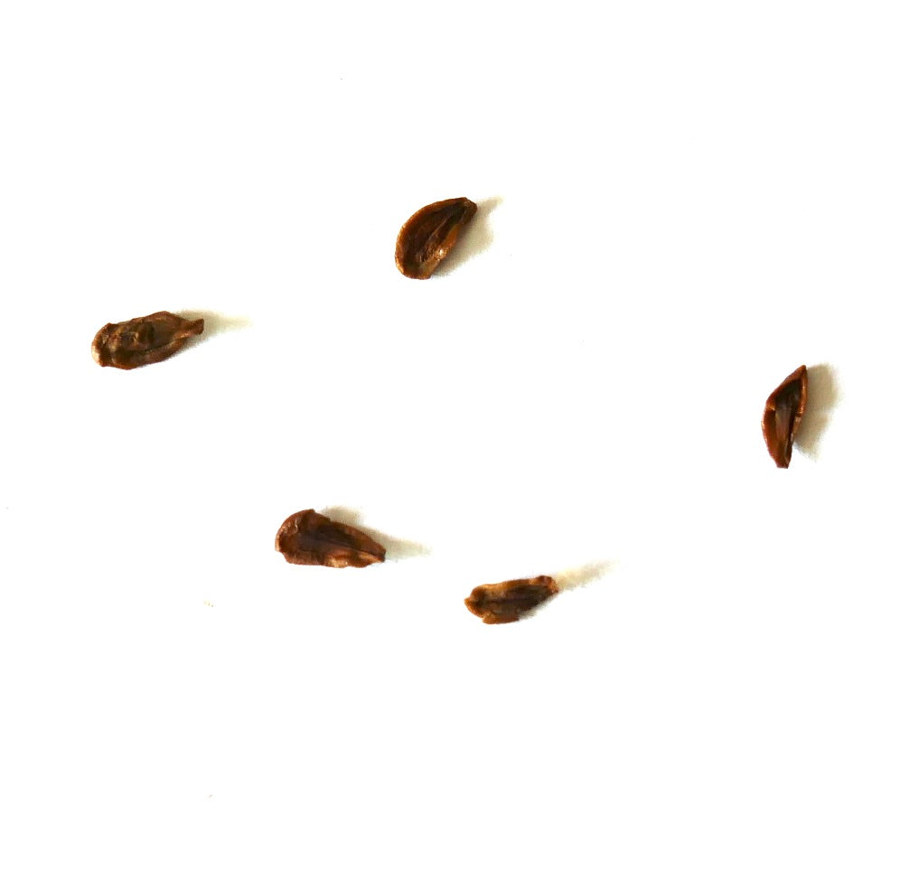 Semillas de Huernia pendula pequeñas semillas marrones de planta suculenta sobre fondo blanco