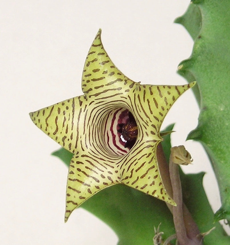 Huernia thuretii succulent star-shaped flower with green and brown striped petals