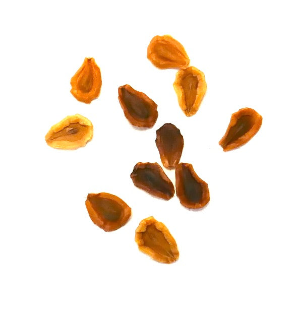 Huernia thuretii Sukkulentenpflanzensamen Nahaufnahme auf weißem Hintergrund