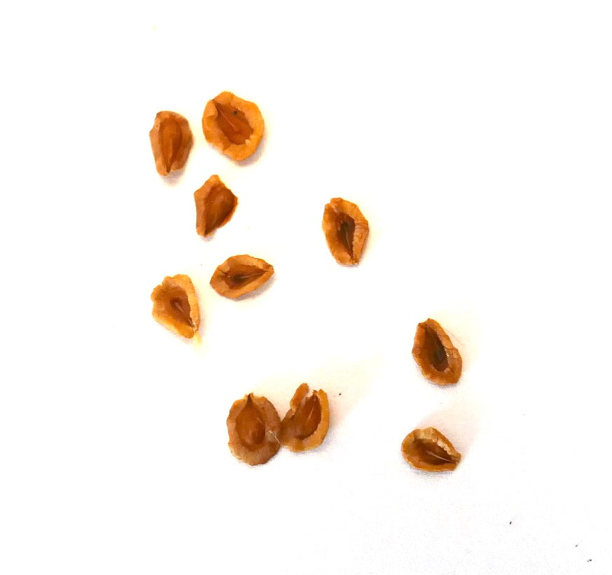 Huernia whitesloanea TR17 SEEDS