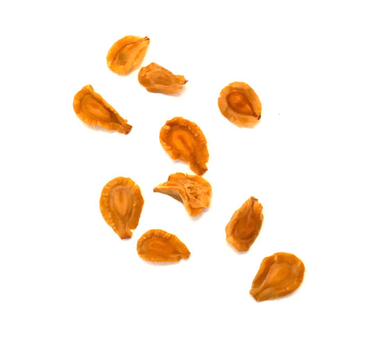 Gros plan de graines de plante succulente Huernia zebrina sur fond blanc