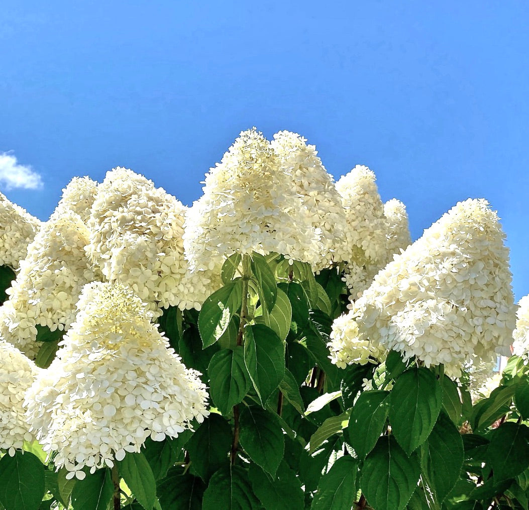 Hydrangea paniculata large white conical flower clusters with vibrant green leaves