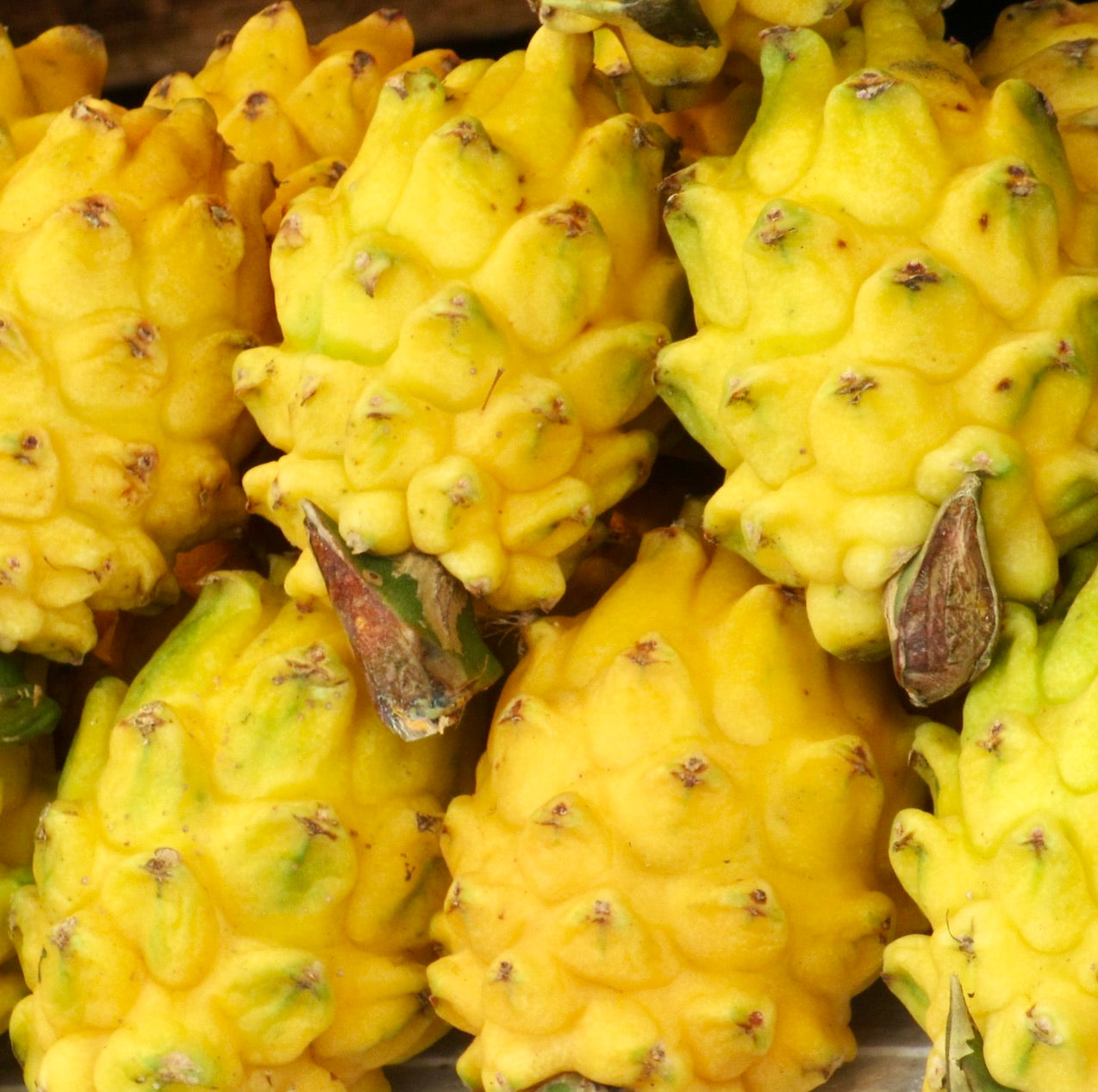 Hylocereus undatus ripe yellow pitaya fruit with textured skin and small spines