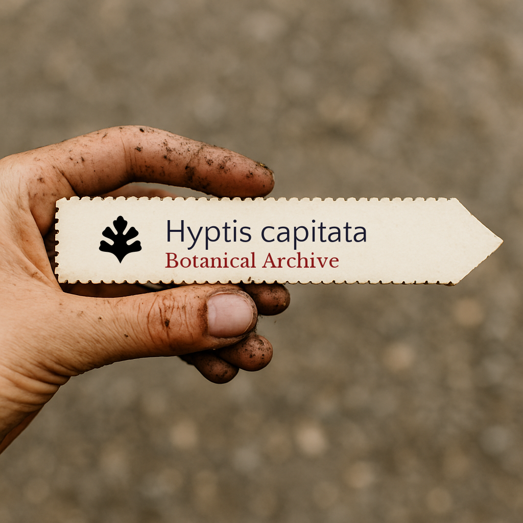 Printed plant label for Hyptis capitata held by dirty hand outdoors
