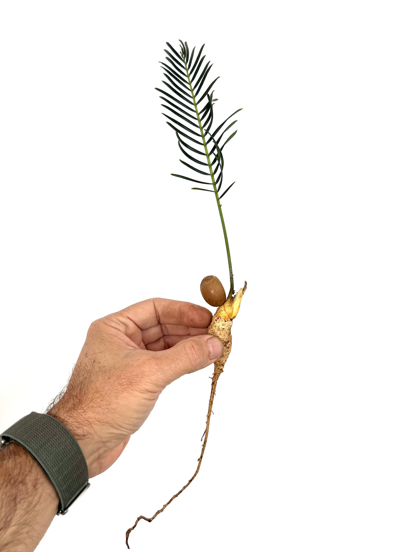 Encephalartos ghellinckii seedling with slender green leaves and visible root system
