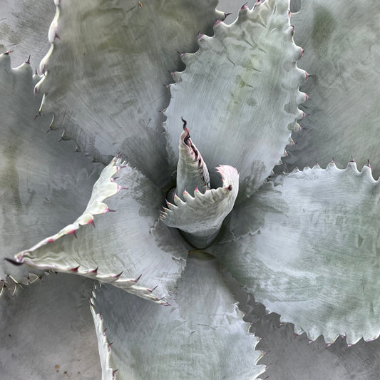 Agave colorata succulent with thick silvery leaves and pink-tipped spines