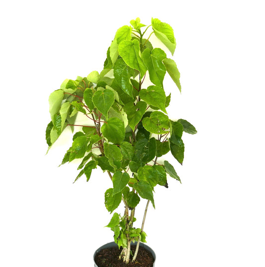 Idesia polycarpa small potted deciduous tree with bright green heart-shaped leaves