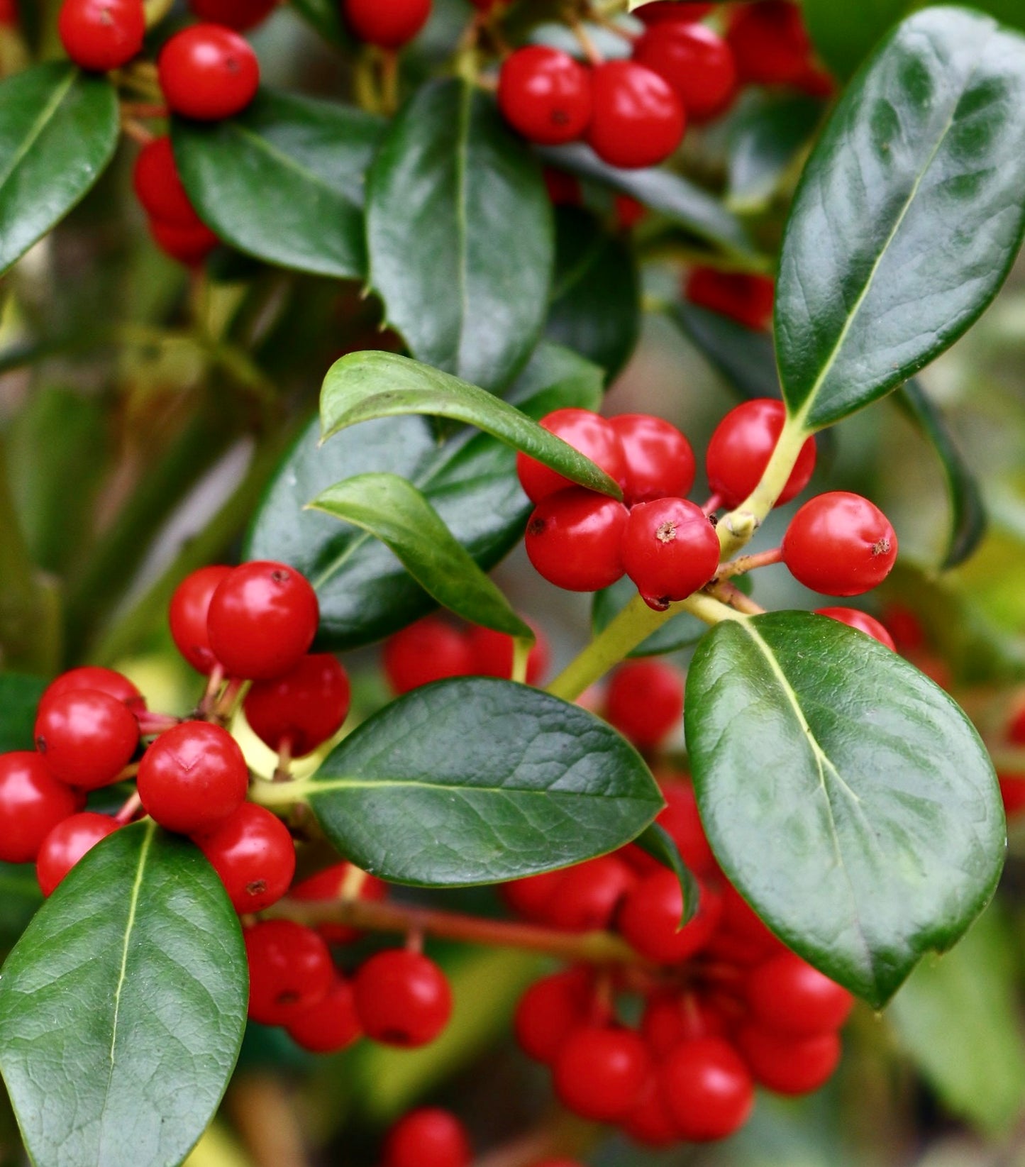 Ilex aquifolium cv "J.C.Van Tol" glossy green leaves with bright red berries close-up