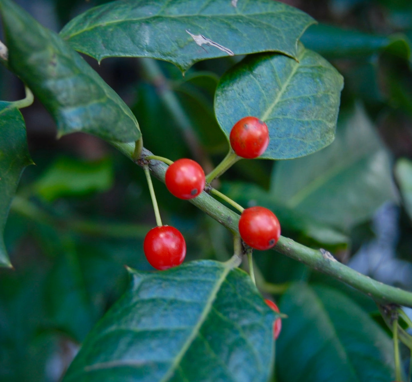 Ilex aquifolium cv "Nellie R. Stevens" glossy green spiny leaves with bright red berries close-up
