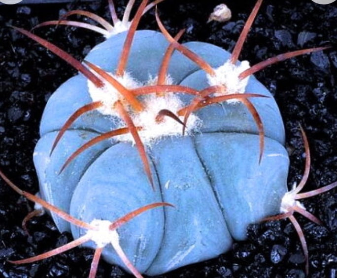 Echinocactus horizonthalonius blue succulent cactus with long reddish spines and white woolly areoles