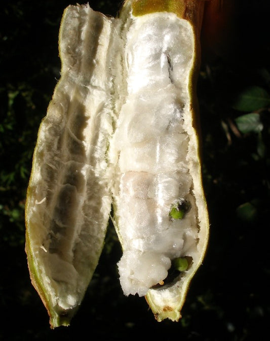 Inga edulis open pod showing white cottony pulp and green seeds inside