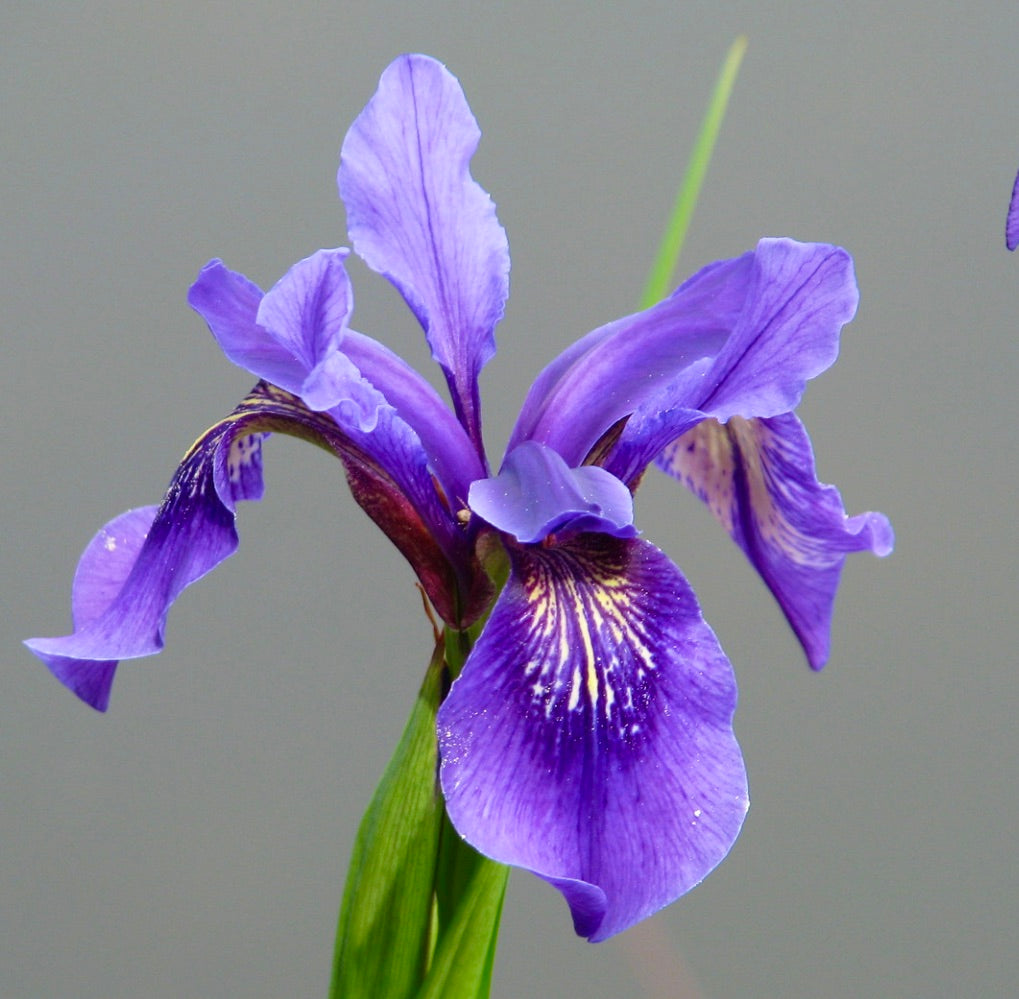Iris bulleyana vibrant purple petals with intricate yellow and dark purple markings