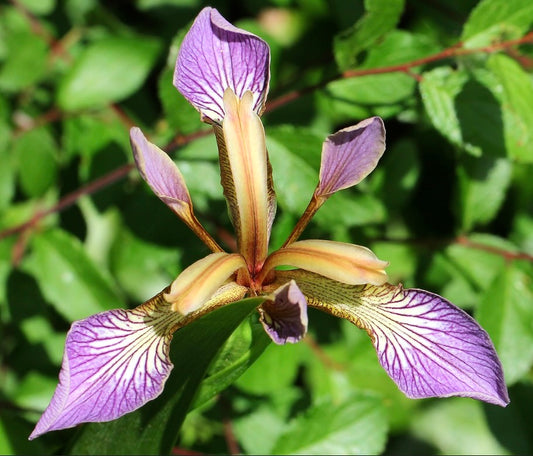 Iris foetidissima delicate purple and cream veined flower with green foliage background