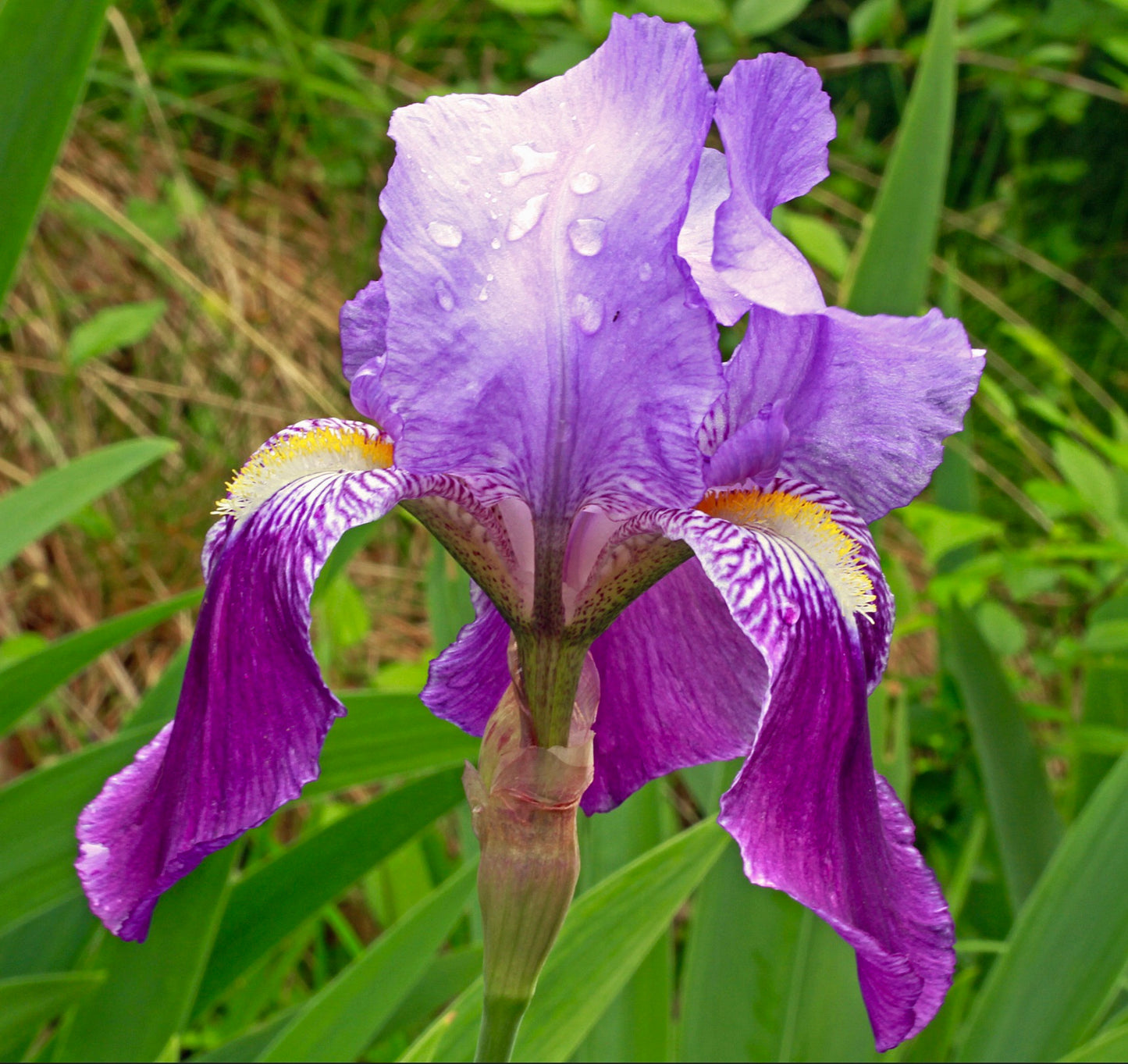 Iris germanica vibrant purple flower with delicate yellow and white accents in natural greenery