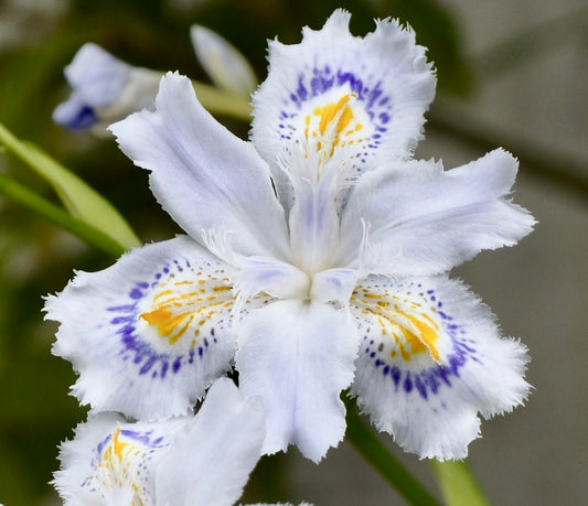 Iris japonica delicate white flower with fringed petals and purple-yellow markings