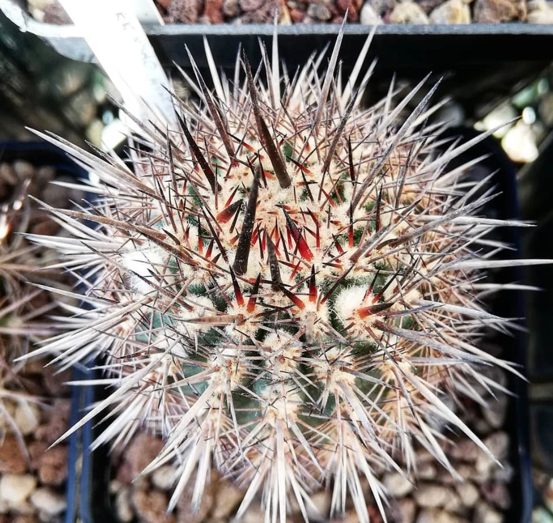 이슬라야 이슬라엔시스 품종 몰렌덴시스는 촘촘하고 날카로운 가시와 솜털 같은 겨드랑이눈을 가진 희귀 선인장입니다