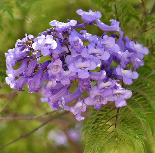 Jacaranda mimosifolia delicate purple trumpet-shaped flowers with fern-like green leaves