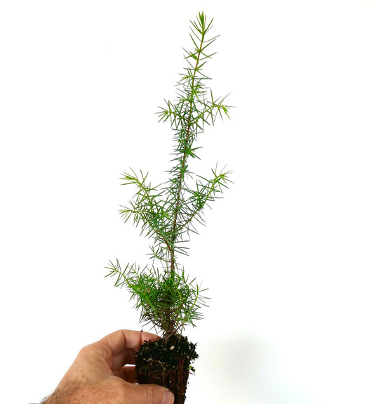 Jeune conifère élancé Juniperus communis avec des aiguilles vertes pointues et des racines apparentes