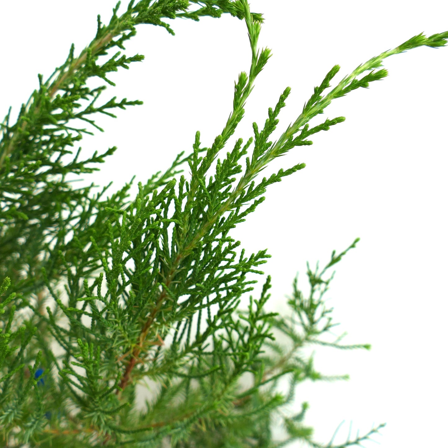 Juniperus bermudiana green needle-like foliage close-up on white background