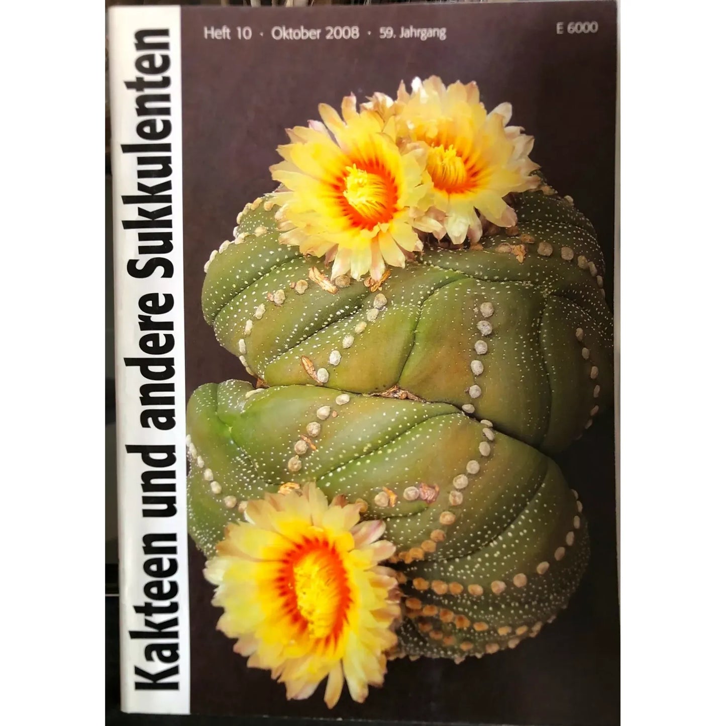Cactus succulent Astrophytum asterias avec fleurs jaunes et orange en pleine floraison