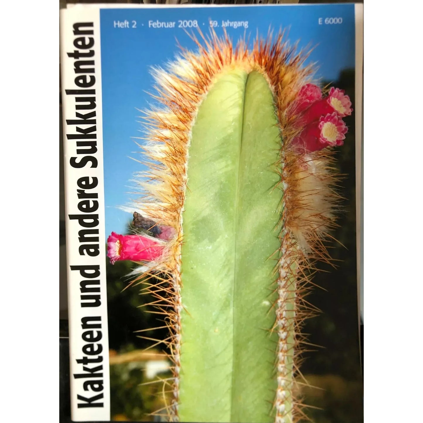 Kakteen und andere Sukkulenten rare succulent cactus with spines and small pink flowers