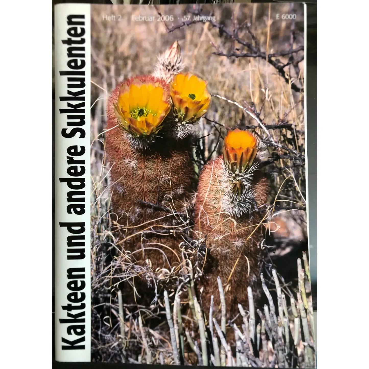 Kakteen und andere Sukkulenten rare cactus with orange flowers and spiny brown stems in dry habitat