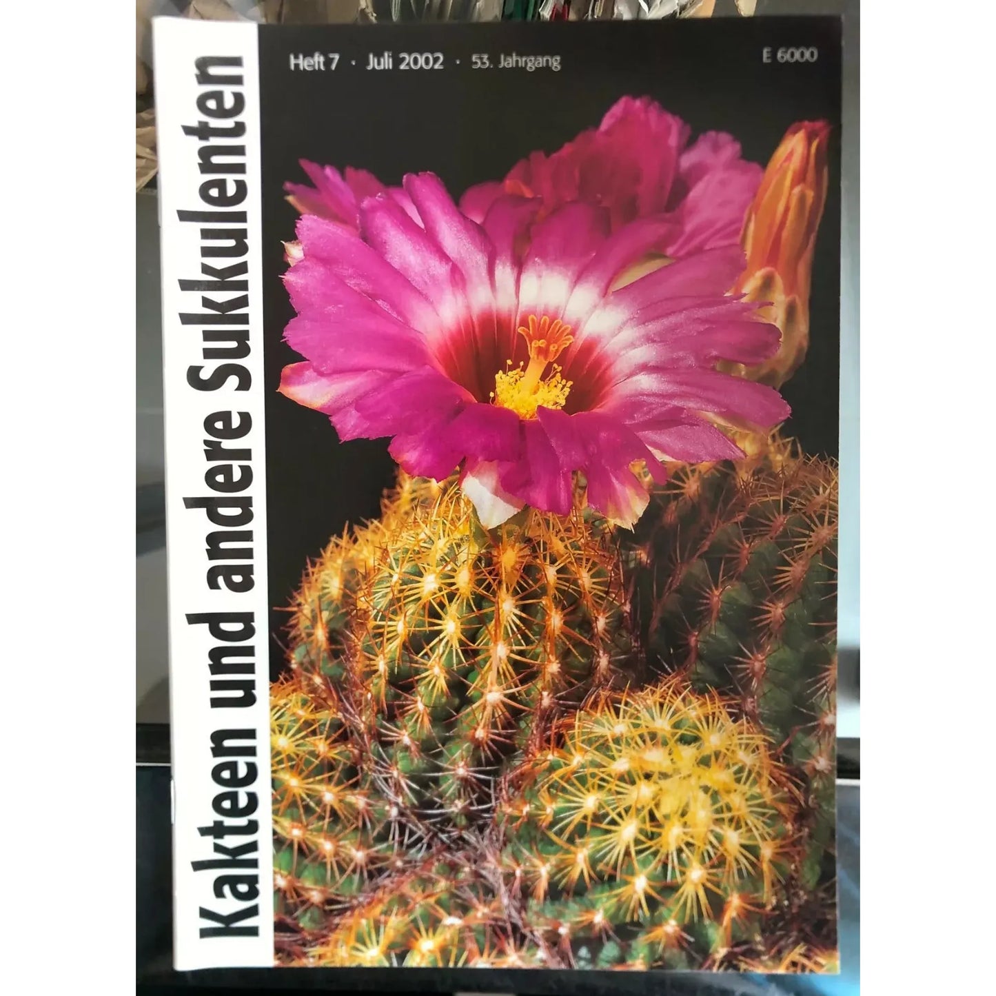 Cactus y otras suculentas flor vibrante rosa floreciendo en un grupo de cactus verdes espinosos