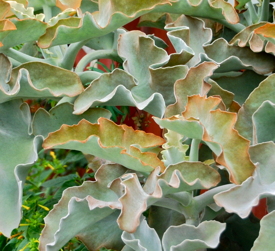 Kalanchoe beharensis cv 'Rusty' succulent with wavy, fuzzy leaves and rusty brown edges