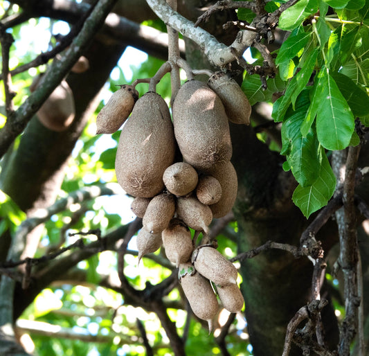 Kigelia africana hanging brown fruit cluster with textured surface and green leaves background